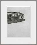 Vis
Ets/aquatint Vis
Ets/aquatint