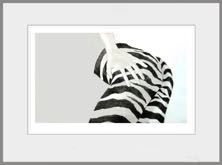 Zebrabroek
Droge naald