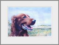 Hond in slufter
Aquarel