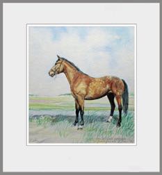 Paard van Jeannette
Aquarel Paard van Jeannette
Aquarel
